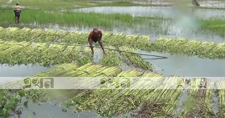 ফরিদপুরে পাটের আবাদ